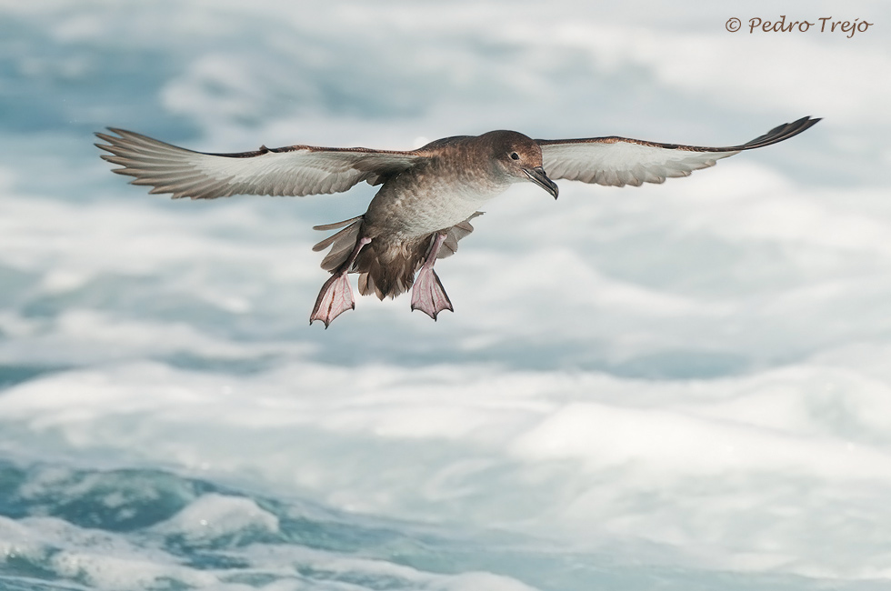 Pardela balear (Puffinus mauretanicus)